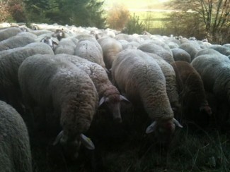 Eine Schafherde auf der Weide
